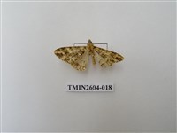 藏品(尺蛾120)的圖片